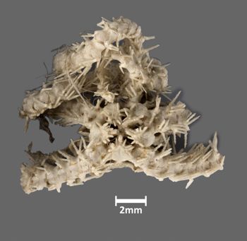 Media type: image; Invertebrate Zoology OPH-1941 Aspect: ventral